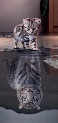 Cat Water Light Live Wallpaper