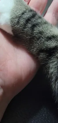This phone live wallpaper features a closeup of a cat's paw held by a human hand