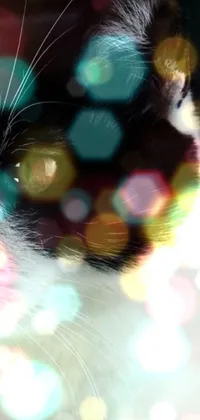 Cat Whiskers Water Live Wallpaper