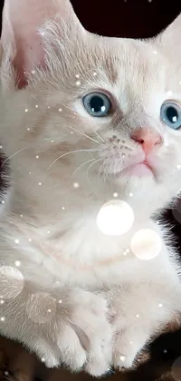 little kit Live Wallpaper