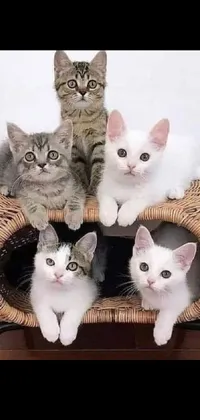 This live phone wallpaper showcases a group of cats relaxing on a wicker chair, creating an adorable and charming display