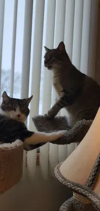 This phone live wallpaper features two cats sitting on top of a cat bed, flexing and reaching out to each other in slight overcast lighting