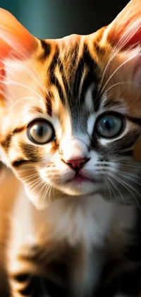 Cat Window Felidae Live Wallpaper
