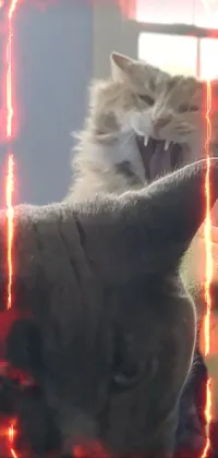 Cat Window Light Live Wallpaper