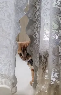 Cat Window Textile Live Wallpaper