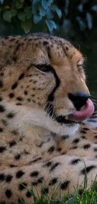 This cheetah phone wallpaper showcases the beauty and grace of a stunning feline lounging in the grass with its tongue playfully sticking out