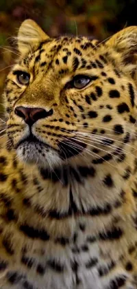 Cheetah Felidae Carnivore Live Wallpaper
