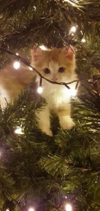 Christmas Tree Cat Christmas Ornament Live Wallpaper