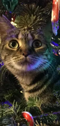 Christmas Tree Cat Light Live Wallpaper