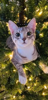 Christmas Tree Cat Plant Live Wallpaper