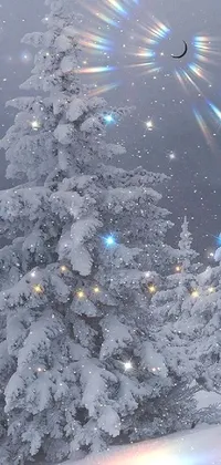 Christmas Tree Plant Snow Live Wallpaper