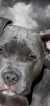 This phone live wallpaper showcases a surrealistic portrait of a pitbull dog with a light blue-gray coat