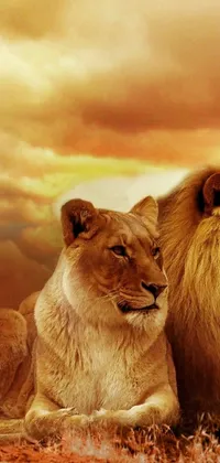 This phone live wallpaper showcases a pair of lions sitting together in a serene and romantic scene