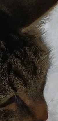 This phone live wallpaper features a stunning close-up photo of a cat sitting in a person's arms, with a salt-textured filter that accentuates the furry details