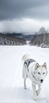 Cloud Dog Snow Live Wallpaper