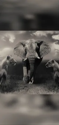 Cloud Elephant Vertebrate Live Wallpaper