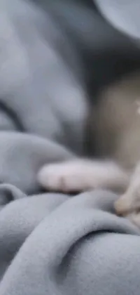 This cat live wallpaper for phones features a close-up of a grey cat wearing a robe, laying on a blanket, hugging a red pillow with its paws while sleeping