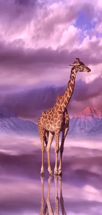 Cloud Giraffe Giraffidae Live Wallpaper