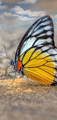 This stunning phone live wallpaper features a beautiful butterfly designed with intricate details and shimmering wings that reflect the colors of different cryptocurrencies