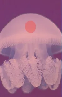 Cloud Jellyfish Marine Invertebrates Live Wallpaper