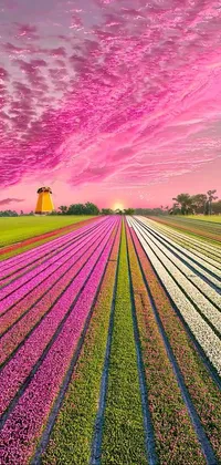 Cloud Plant Colorfulness Live Wallpaper