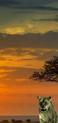 This captivating live wallpaper features a stunning scene of a lion sitting on top of a lush green field with a beautiful sunset and big clouds in the background