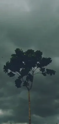 Bring a touch of surrealism into your phone with this captivating live wallpaper! It features a giraffe standing next to a big green tree and looking upwards towards a stormy sky