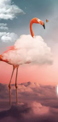 Cloud Sky Bird Live Wallpaper