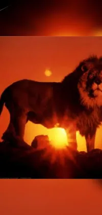This phone live wallpaper showcases a striking image of a lion on a rocky hill during a sunset