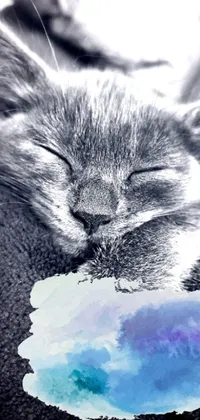 This stunning phone live wallpaper features a black and white photograph of a sleeping cat, accompanied by a digital painting in shades of blue and grey