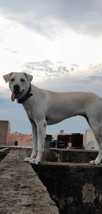 This phone live wallpaper features a stunning white labrador retriever standing on a cement wall against a smooth city skyline background