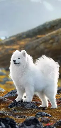 This phone live wallpaper showcases a stunning image of a white Samoyed dog, standing proudly on top of a rocky hill