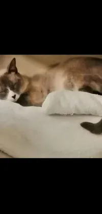 If you're a cat lover, you'll want to check out this cute and cozy live wallpaper featuring two sleeping cats on a bed