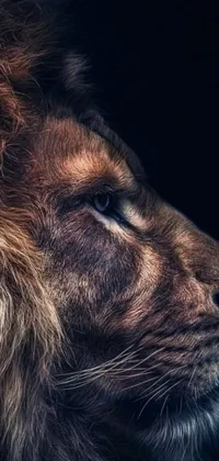 Download this amazing phone wallpaper featuring a fierce lion in a close-up, side profile shot on a dark background