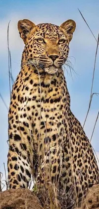 Looking for a realistic and majestic live wallpaper for your phone? Check out this stunning phone wallpaper featuring a leopard! This hyperrealistic wallpaper depicts a powerful leopard sitting on a pile of dirt, surrounded by golden grass and trees