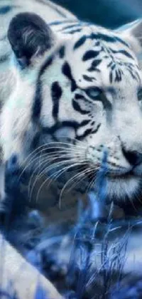 This phone live wallpaper portrays a white tiger in its natural habitat, walking on a lush green field