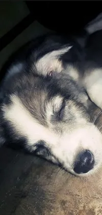 Bring heartwarming cuteness to your phone background with this live wallpaper featuring a sleeping puppy