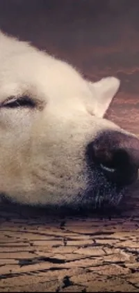 This breathtaking mobile live wallpaper features an enchanting scene of a large white dog resting atop a weathered wooden floor