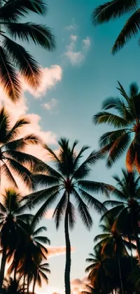 palm trees Live Wallpaper