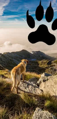 Dogs Outdoors Live Wallpaper