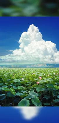 Cloud Sky Flower Live Wallpaper