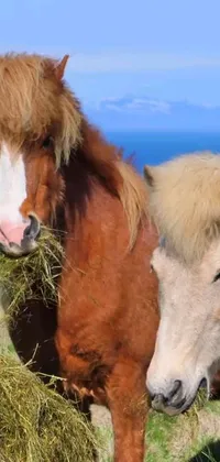 Discover a stunning live wallpaper featuring two horses grazing in the Orkney Islands