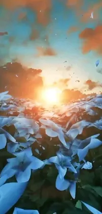 This phone live wallpaper features a serene field of white flowers at sunset