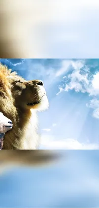This live wallpaper showcases majestic lions standing alongside a fusion of a lamb and a goat in front of a serene background of a church and sunny blue sky