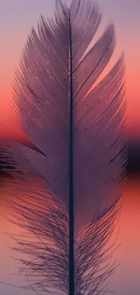 This mesmerizing live wallpaper features a smooth and detailed white feather resting atop a serene body of water
