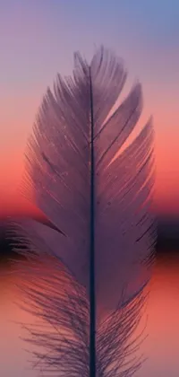 This live phone wallpaper features a delicate white feather resting on a body of water