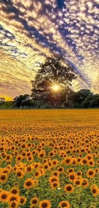 An alluring live wallpaper featuring a field of sunflowers under the clouds