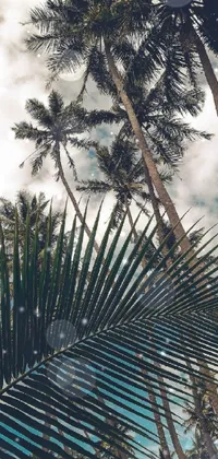 Looking for a beautiful live wallpaper for your phone? Look no further than this stunning tropical theme! The background features a group of palm trees set against a backdrop of gorgeous clouds, creating a calming and serene atmosphere