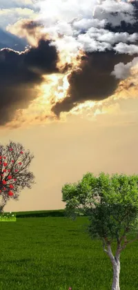 This live wallpaper features a magnificent tree standing proudly on a lush green field, set against a stunning sunset and large clouds