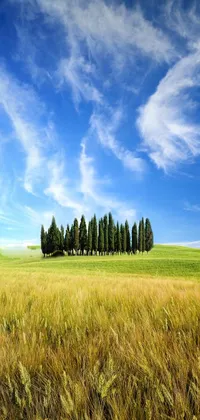 This phone live wallpaper features an idyllic landscape of a lush, grassy field with a row of tall cypress trees silhouetted against a serene blue sky